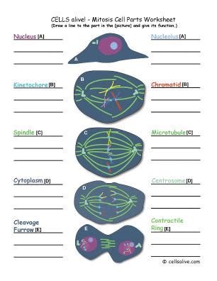 cells alive mitosis cell parts worksheet answer key